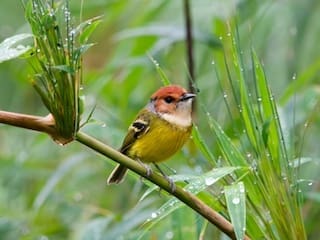 A Rufous-crowned Tody-Flycatcher perched on a dewy green stalk, showing off its rufous cap, olive-yellow belly, and determined expression.